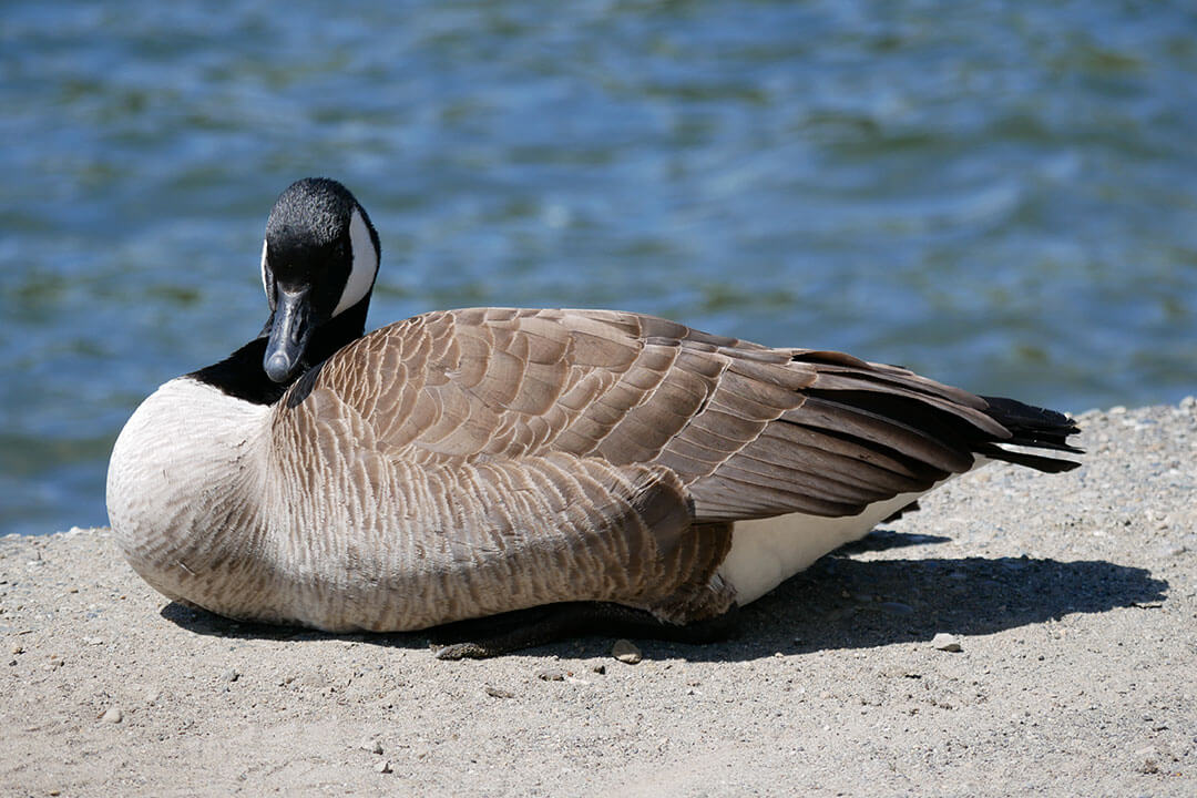 Protect Your Property and the Lake from Geese