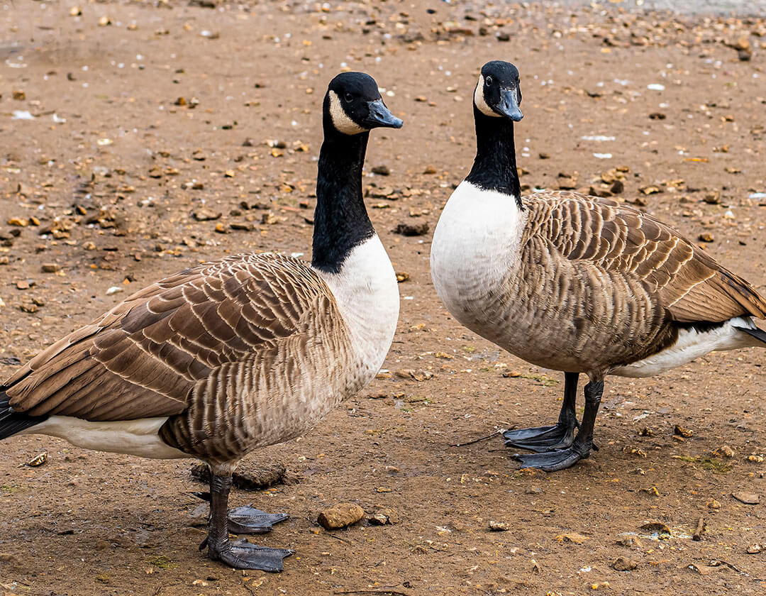 Giant Canada Geese