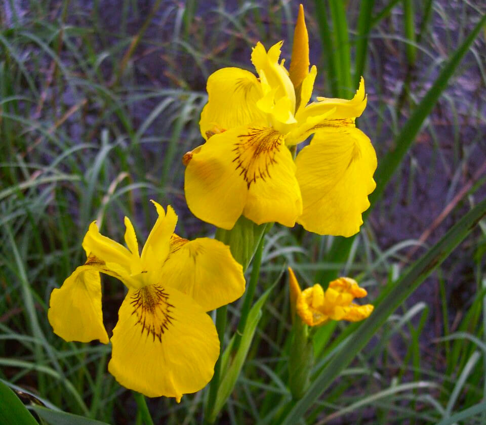 Yellow Iris - nonnative species from Sweden